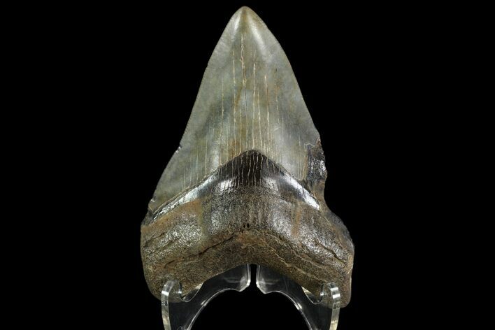 Fossil Megalodon Tooth - Georgia #90390